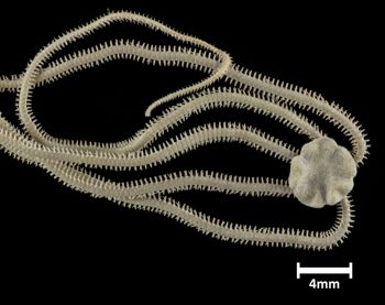 Media type: image;   Invertebrate Zoology OPH-4140 Description: Top down view of single ophiuroid specimen with a scale bar.;  Aspect: dorsal